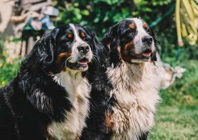 Du Crû de GOGNY, Eleveur de Chiens à Parnes