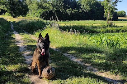Le Clos De Nodens - Puppy Coaching Et élevage, Dresseur de Chiens à Savigneux