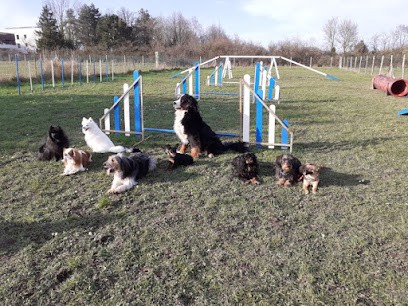 Ring Club Canin Langeais, Dresseur de Chiens à Langeais
