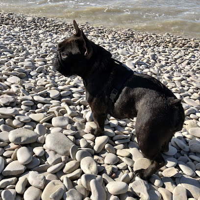 Émotion Animale - Béatrice Pinet Dresseur De Chiens à la Rochelle