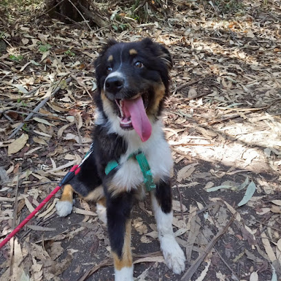 Mon Loup, Dresseur De Chiens à Serra-di-Fiumorbo