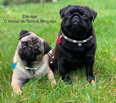 Élevage d’amour du temple Ming Kee : Meilleur éleveur de chien/chiot carlin en Normandie France, Eleveur de Chiens à Octeville-sur-Mer