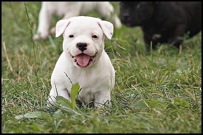Elevage De Stafforshire Bull Terrier - Staffordiamond's, Eleveur de Chiens à Beauregard-l'Évêque