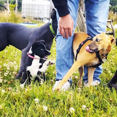 Dog'N Play, Dresseur de Chiens à Saint-Sauveur-la-Pommeraye