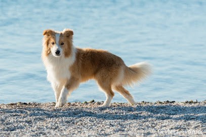 Elevage Des Mirages D Azur, Eleveur de Chiens à Gignac-la-Nerthe