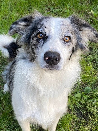 Pension Imotep, Pension pour Chiens à Tallard