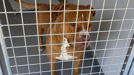 Elevage du Moulin de Leuville, Pension pour Chiens à Guibeville