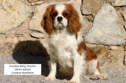 Elevage Education Canine Le Jas de Jérôme, Eleveur de Chiens au Plan-de-la-Tour