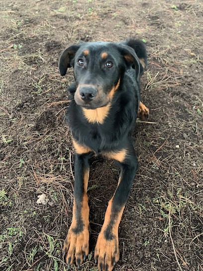 Elevage de la vallée d'amalthée, Eleveur de Chiens à Saint-Jean-Brévelay