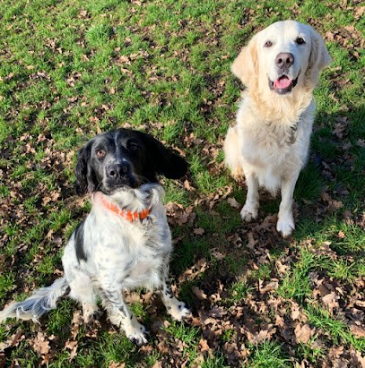 La Grange Aux Loups, Pension pour Chiens à Appoigny
