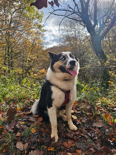 The Brotherhood of Shadow Elevage de laika de Iakoutie, Eleveur de Chiens à Aunay-sous-Crécy