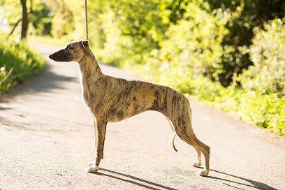 Whippet of Royal Fragrance, Eleveur de Chiens à Givors