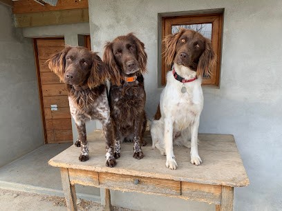 Élevage et Pension de la Combe d'Ain, Eleveur de Chiens à Montigny-sur-l'Ain