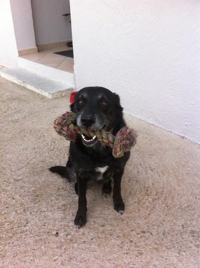 Résidence Tous Poils Pension Familiale De Luxe Pour Petits, Pension pour Chiens à Castelnau-le-Lez