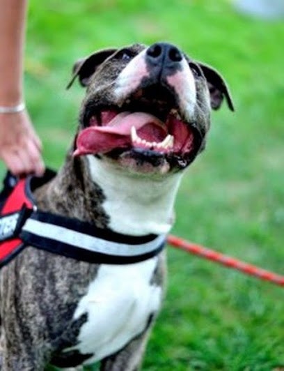 Canifélin Services - Brulard Mélodie - Educateur Comportementaliste Canin 76/27, Dresseur de Chiens à Morville-sur-Andelle