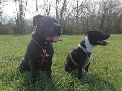 Canizone - educateur comportementaliste canin, Dresseur de Chiens à Luxé