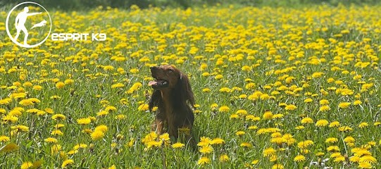 Esprit k9, Pension pour Chiens à La Goulafrière