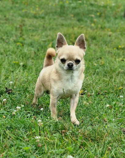 Au Bonheur De Kaiza, Éleveur De Chiens à Montcheutin