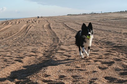 Eliot & Co | Éducation Canine, Dresseur de Chiens à Saint-Cricq-Chalosse