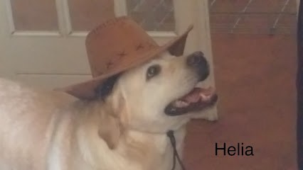 Élevage des yeux doux, Eleveur de Chiens à Méry-sur-Cher