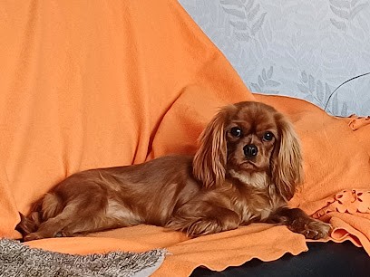 Cani' Coach, Dresseur de Chiens à Segonzac