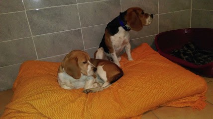 La Chataigneraie De Bel Air, Pension pour Chiens à Bord-Saint-Georges