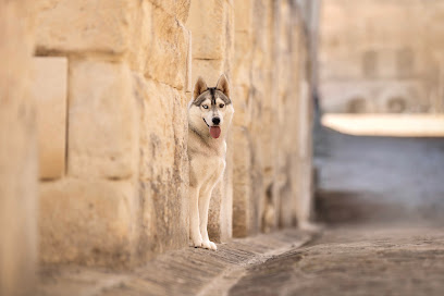 Of The Northern Moon-Elevage Husky Sibérien, Éleveur De Chiens à Bouvancourt