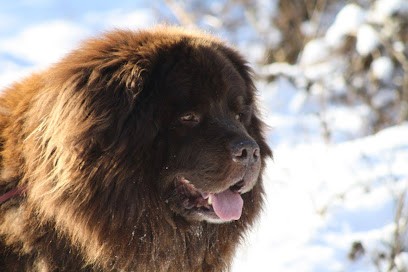 Domaine des Combes Brumeuses, Dresseur de Chiens à Sauret-Besserve