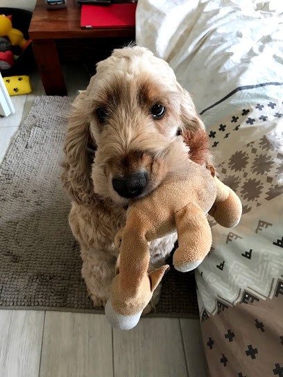 élevage du bois de Morchêne :Caniche, cocker, jack et Parson russell , teckel poil long:, Eleveur de Chiens à Saint-Martin-de-Mieux