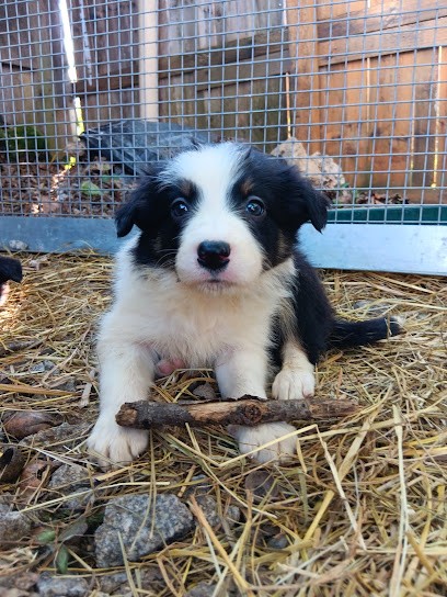 Toutou minou, Eleveur de Chiens à Aizenay