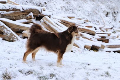 Le Domaine de Primella : chiots bergers americains miniatures LOF auvergne, Eleveur de Chiens à Nébouzat