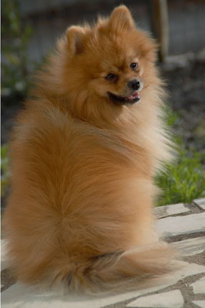 Le Domaine d’Adhara, Eleveur de Chiens à Loireauxence