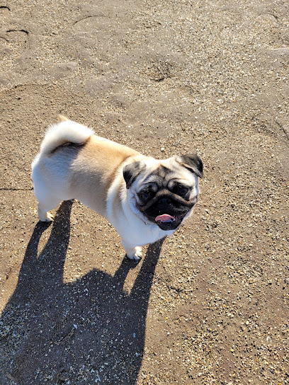 Élevage Carlins - Lutitia Des Terres De Sable Éleveur De Chiens à Béziers