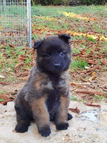 madinina malous, Eleveur de Chiens à Thénezay