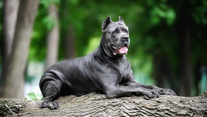 KHAN, Eleveur de Chiens à Oradour-sur-Glane