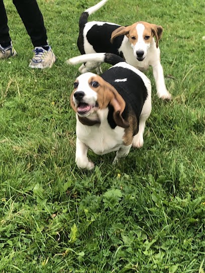 Pouille Franck, Eleveur de Chiens à Gonnehem