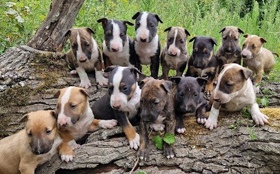 Des Bulls Love Of Life, Eleveur de Chiens à Montaigu
