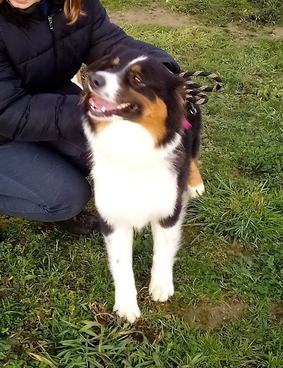 Pension Canine Et Visite à Domicile Chat, Le Clos De CHANTALOUETTE Noizay/Amboise, Pension pour Chiens à Noizay