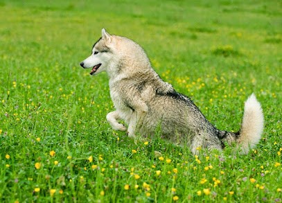 Husky passion, Eleveur de Chiens à Bonnat