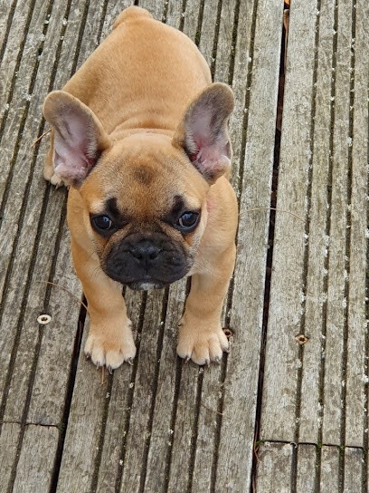 Crocs.Minilus, Eleveur de Chiens au Bodéo