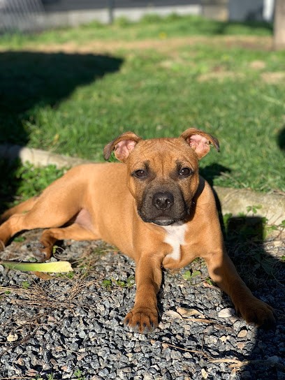 Édu’Ka Dog 33, Dresseur de Chiens à Saint-Caprais-de-Bordeaux
