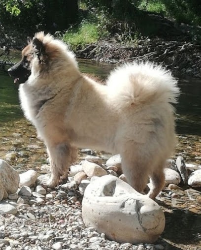 Élevage Des Vignes Ensoleillées, Eleveur de Chiens à Villeneuve-lès-Béziers