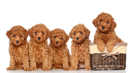 Elevage de la châtaigneraie, Eleveur de Chiens à Saint-Martin-Sepert