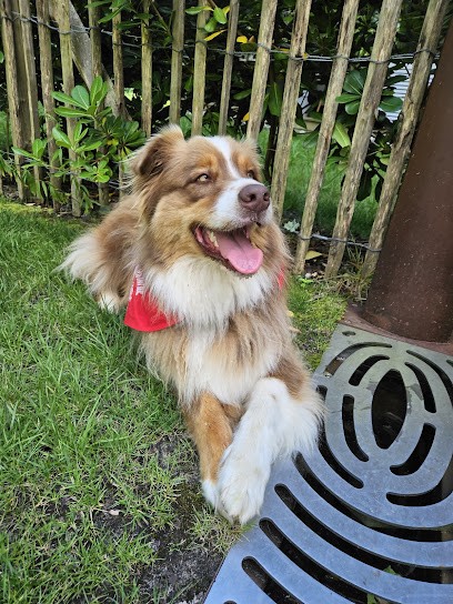 Élevage de Mendiburua - Bergers Australiens et Welsh Corgi Pembroke - Nouvelle Aquitaine - Pyrénées Atlantiques (64), Eleveur de Chiens à Bidarray