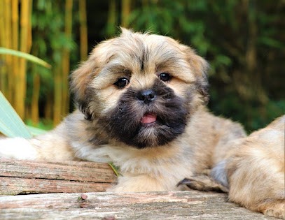 Elevage Der Lenn, Eleveur de Chiens à Saint-Caradec-Trégomel