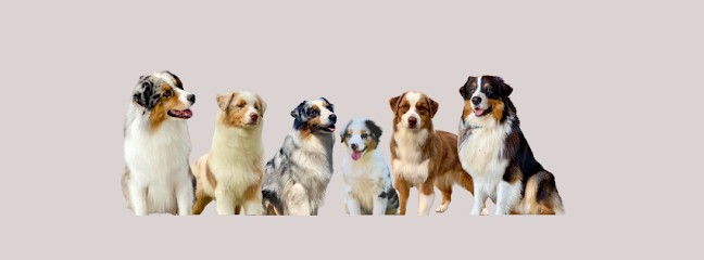 Of Rives Kennel - Elevage de Berger Australien, Eleveur de Chiens à Morcourt