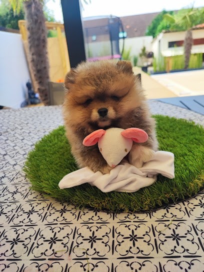 Les Mini pom's D Isa, Eleveur de Chiens à Bailleul