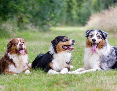 Elevage de la Forêt de Dean - berger australien, Eleveur de Chiens à Beaupréau-en-Mauges