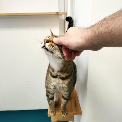 Pas à Pattes 83 - éducateur canin et félin, Dresseur de Chiens à Ollioules