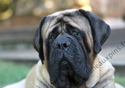 La Colline aux Pins d'Or - Elevage Mastiffs, Eleveur de Chiens à Boisset-et-Gaujac